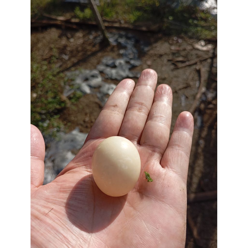 mustika telur ayam/entog/unggas jantan