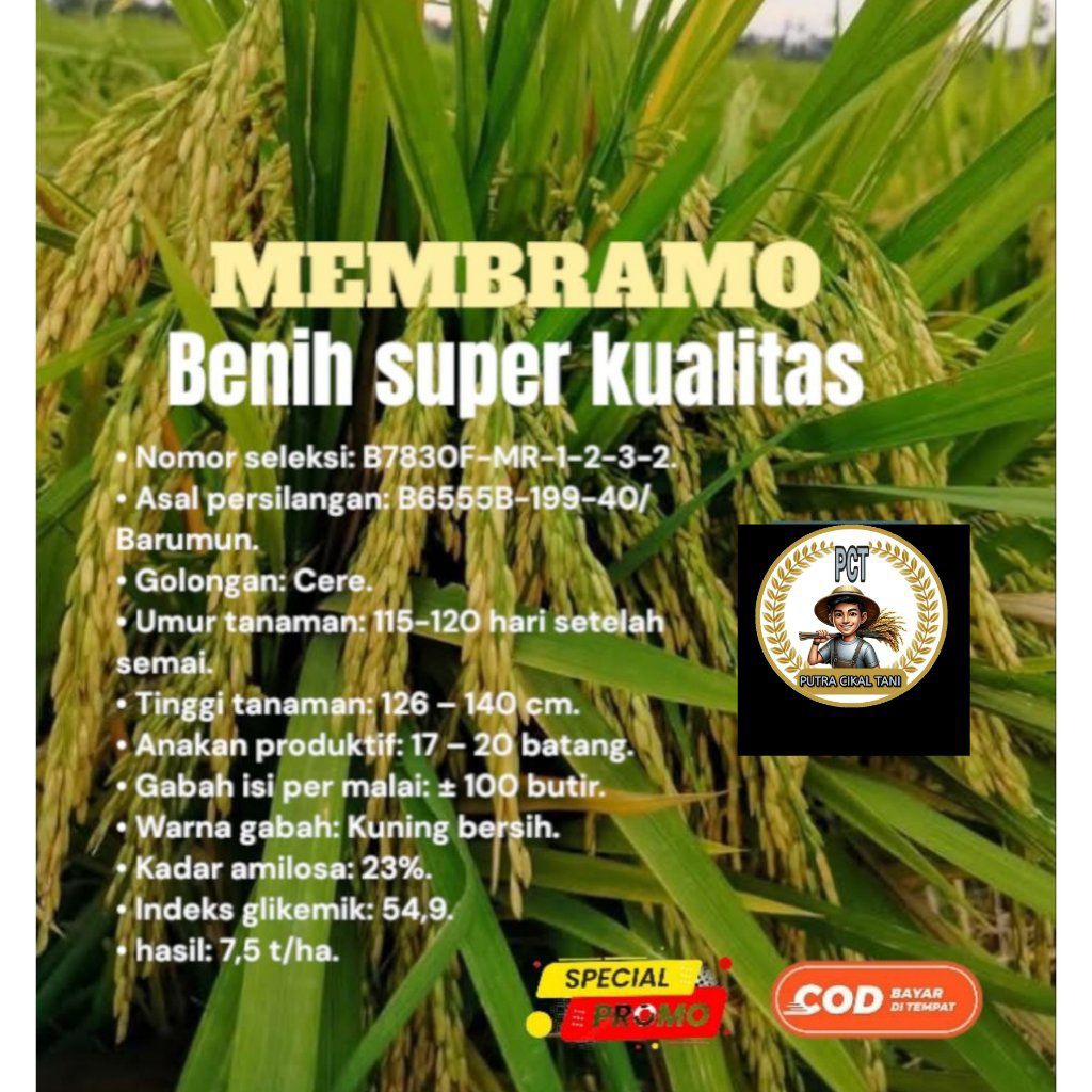 BENIH PADi MEMBRAMO super kemasan 1kg kualitas gabah  unggul