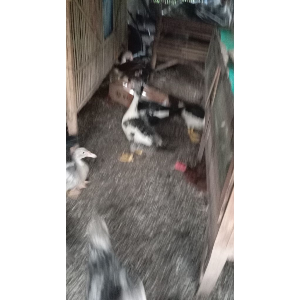 DAGING ENTOK SEGAR MURAH.