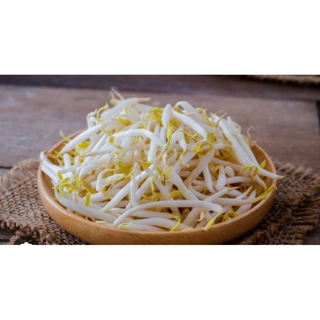 Kecambah pendek/kecambah fresh/kecambah segar/sayur kecambah