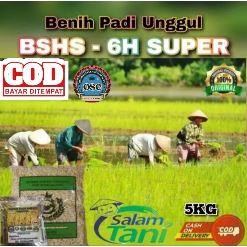 (5KG)Benih padi UNGGUL BSHS-6H SUPER