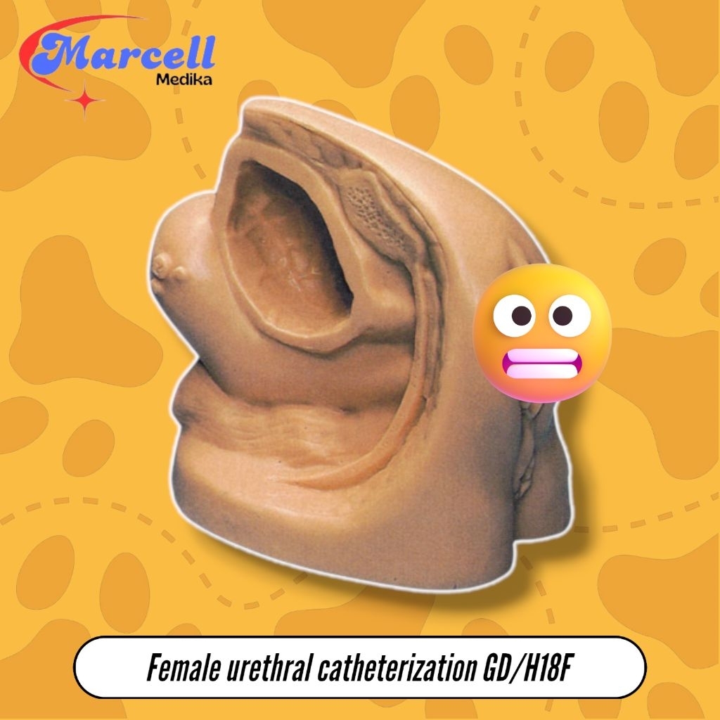 PHANTOM MANEKIN FEMALE URETHRAL CATHETERIZATION SIMULATOR GD/H18F GENERAL DOCTOR