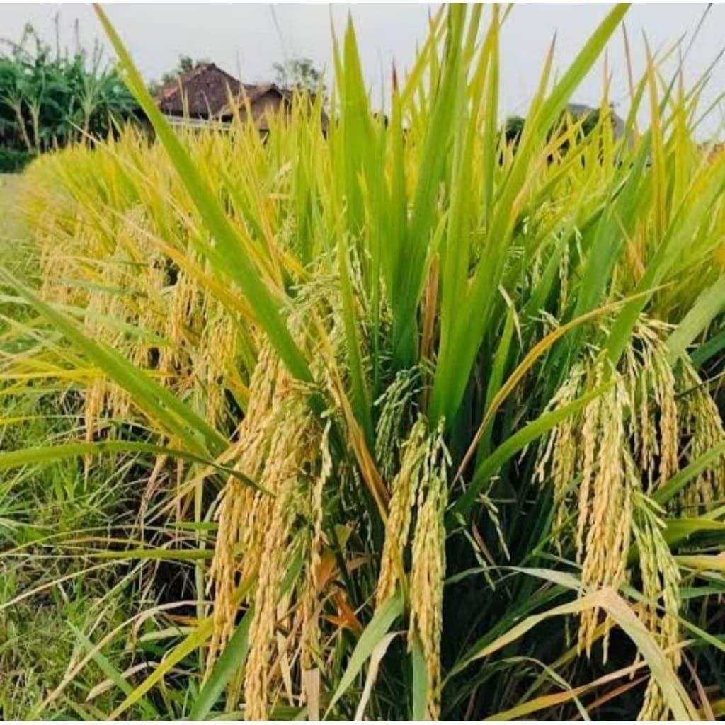 bibit padi unggul CIBESI 5KG