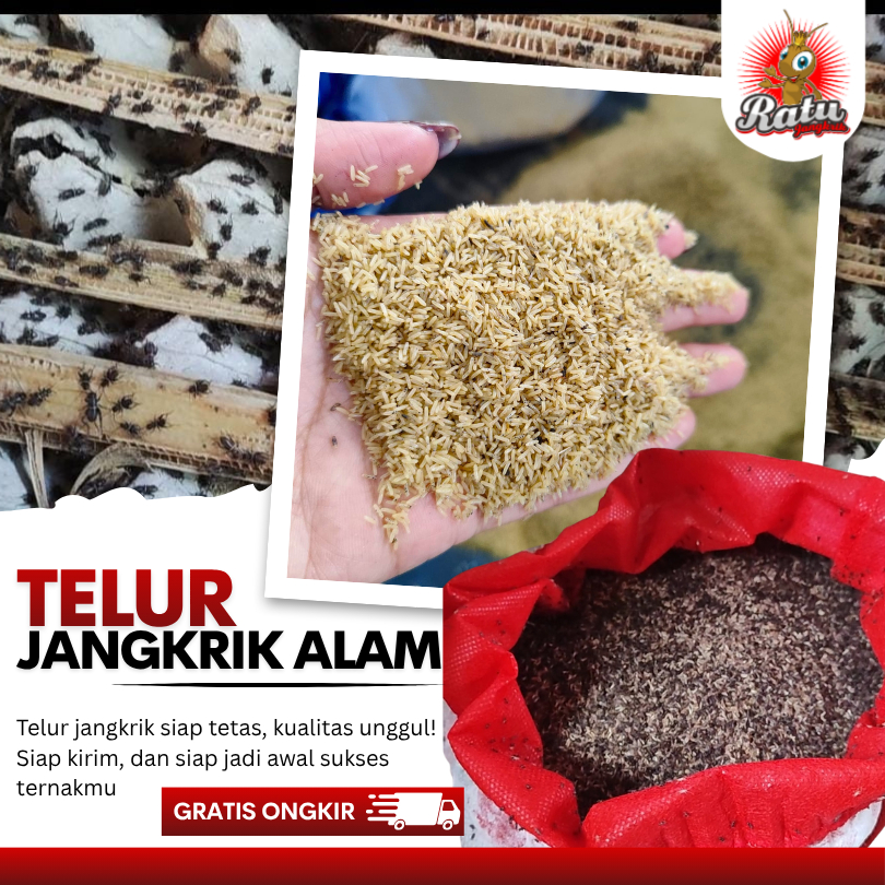 Jangkrik alam cliring jual telur jangkrik alam kualitas super bibit jangkrik Tulungagung 100 gram