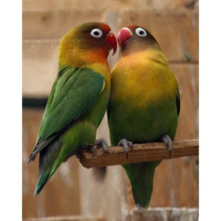 RING BURUNG LOVEBIRD FALK PERKUTUT GELANG PENANDA KAKI BURUNG BULAT AMAN KAKI TIDAK SAKIT