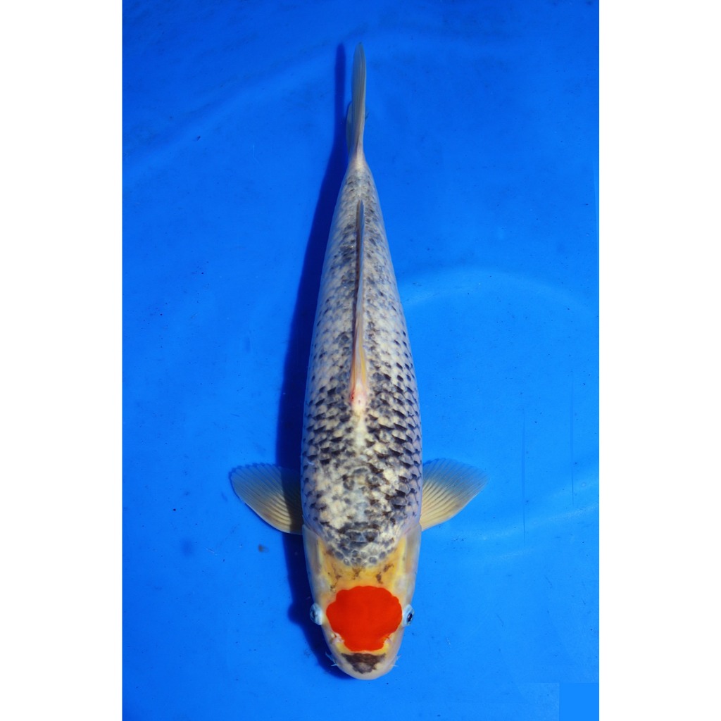 Koi Import Tancho Goshiki Kawakami koi Farm Size 47 cm