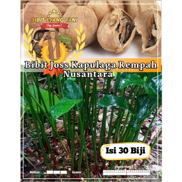 Bibit Joss Kapulaga Rempah Nusantara | Biji Benih Kapulaga Rempah | Kapulaga Putih