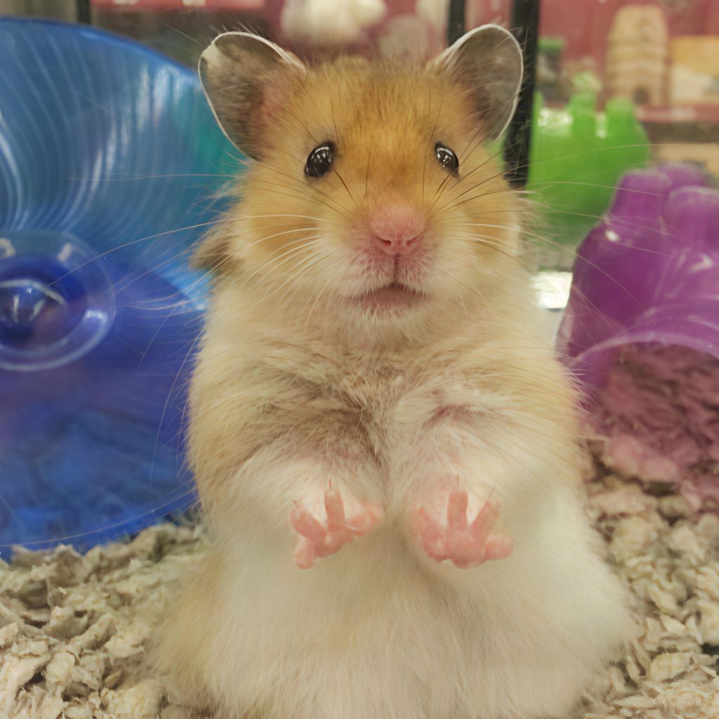 Hamster Syrian Lucu Gembul Jinak Sehatl Lincah Hamster Big Bone Termurah