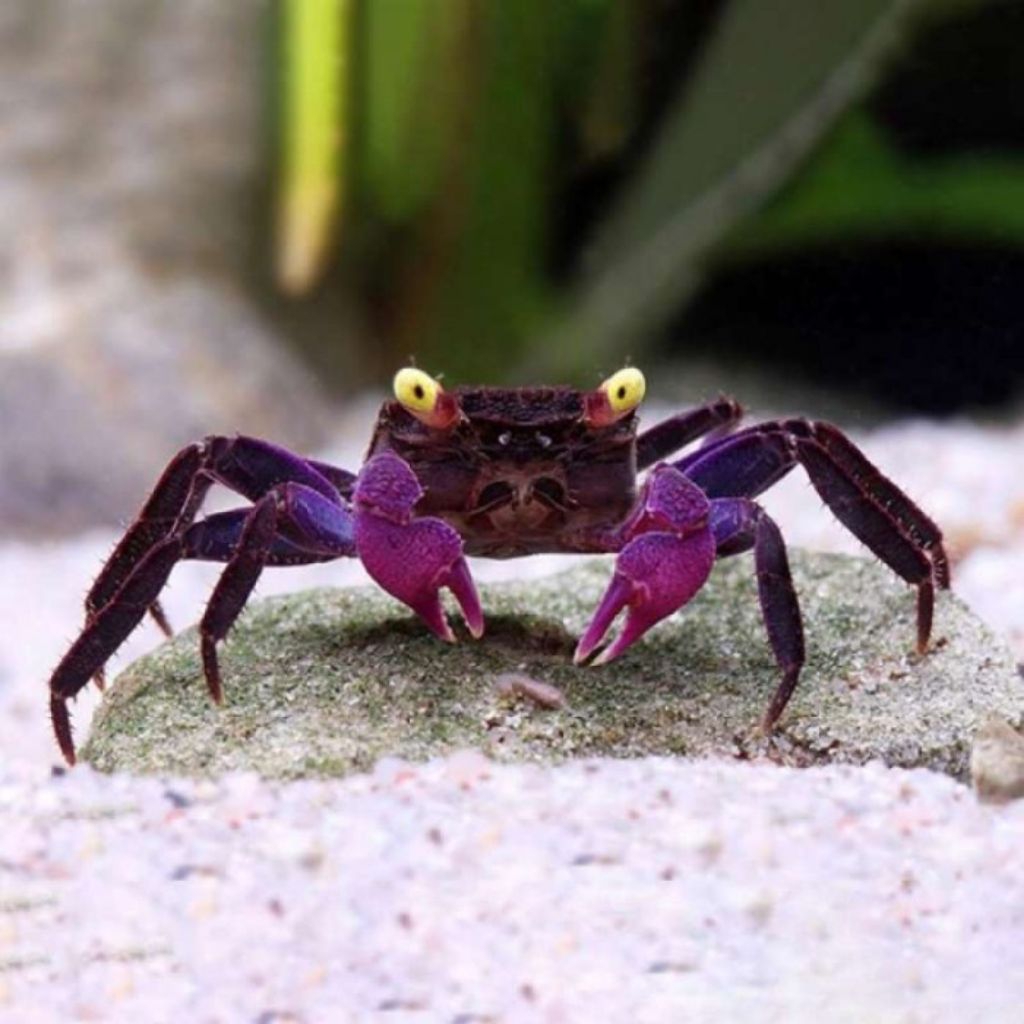 Kepiting vampir crab Hiasan Aquarium Pembersih