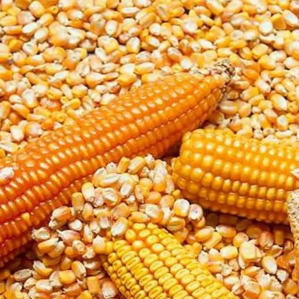 jagung | hibrida | pipil kering