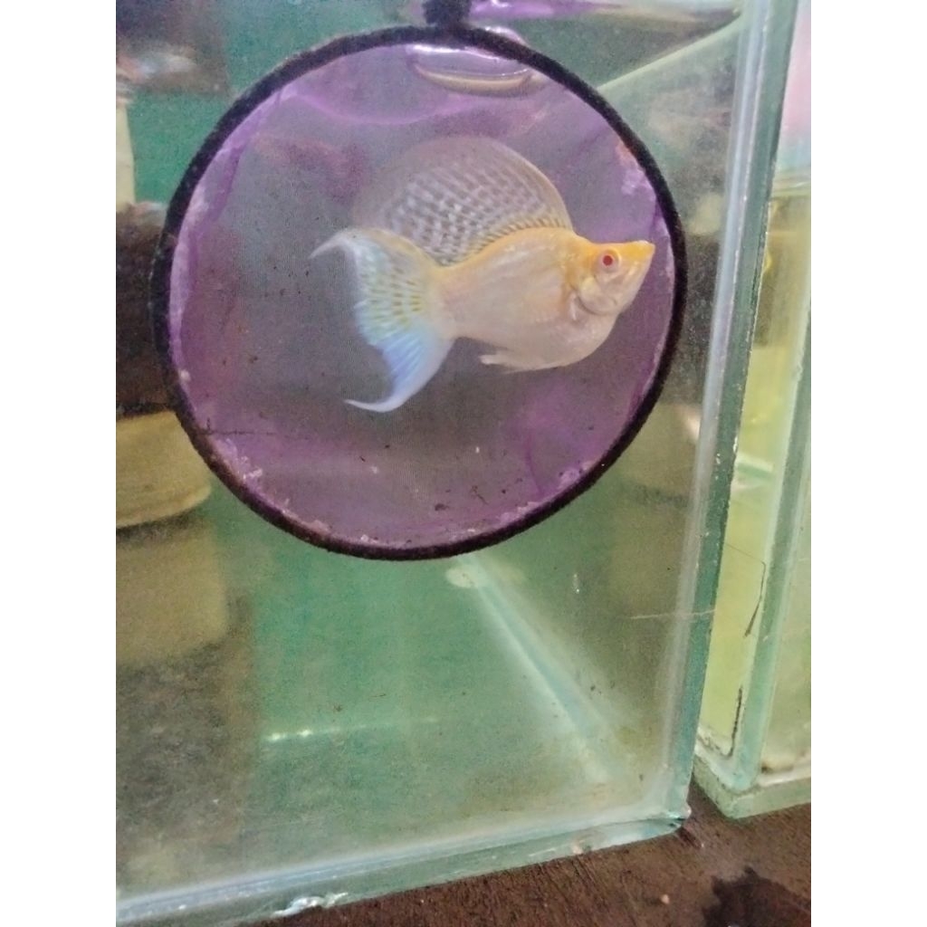HIASAN AQUARIUM MOLLY BALON ALBINO SOFTGOLD