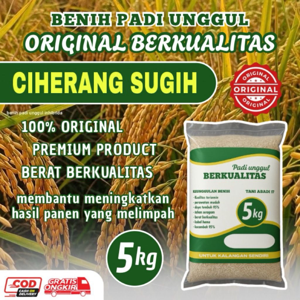Benih padi unggul Ciherang Sugih 5kg