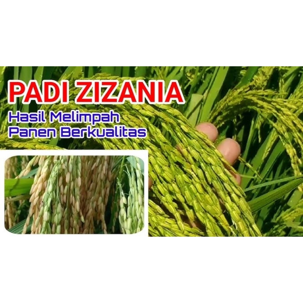 bibit padi unggul zizania 5kg