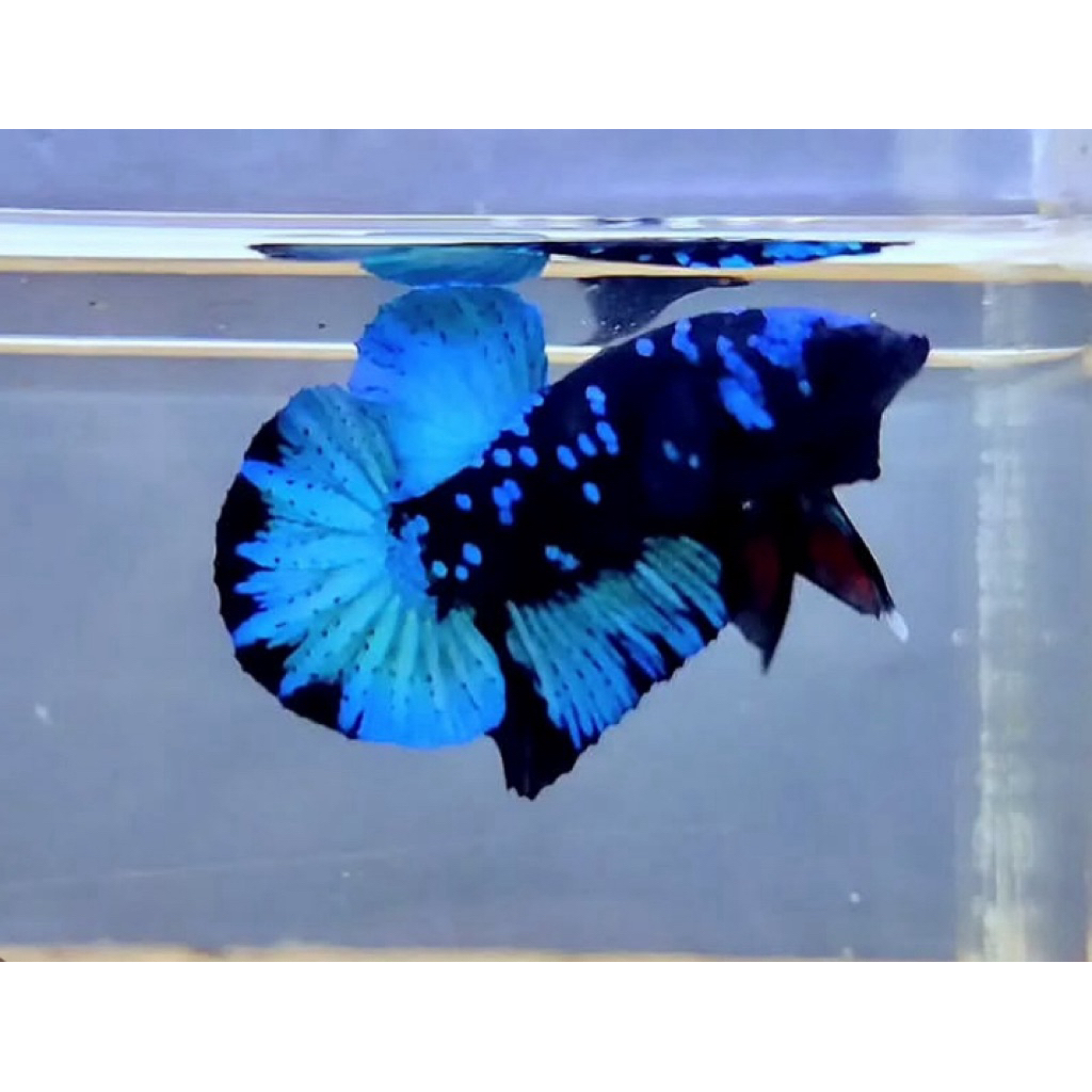 Cupang avatar kalimaya bahan kualitas terbaik, indukan bagus, pilihan terbaik istimewa