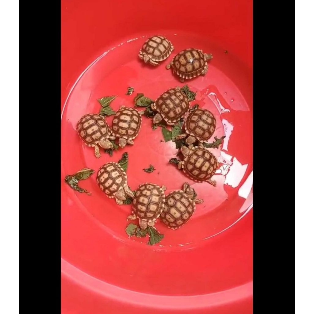 Sulcata 7cm Aman Buat Pemula