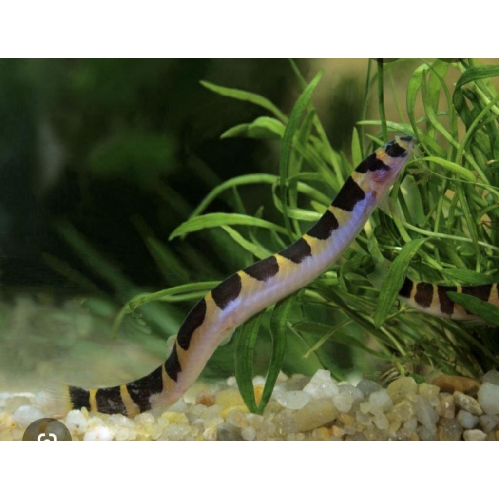 KUHLI LOACH