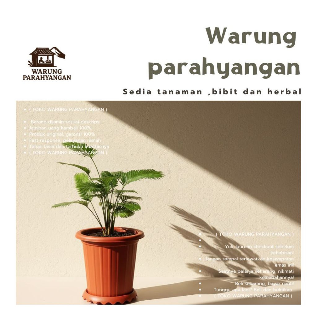 Tanaman palem Paris mini - Tanaman palem