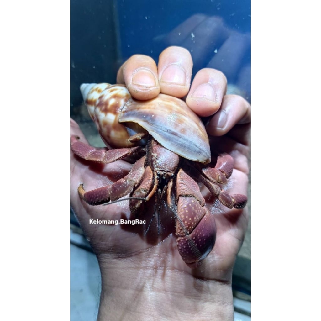 Mainan Edukasi Anak Kelomang Brevi Size XL | Brevimanus | Kelomang Jumbo | Edukasi Anak | Kelomang L