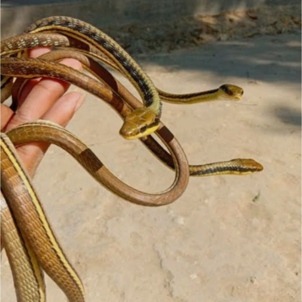 ULAR TALI PICIS UKURAN JUMBO