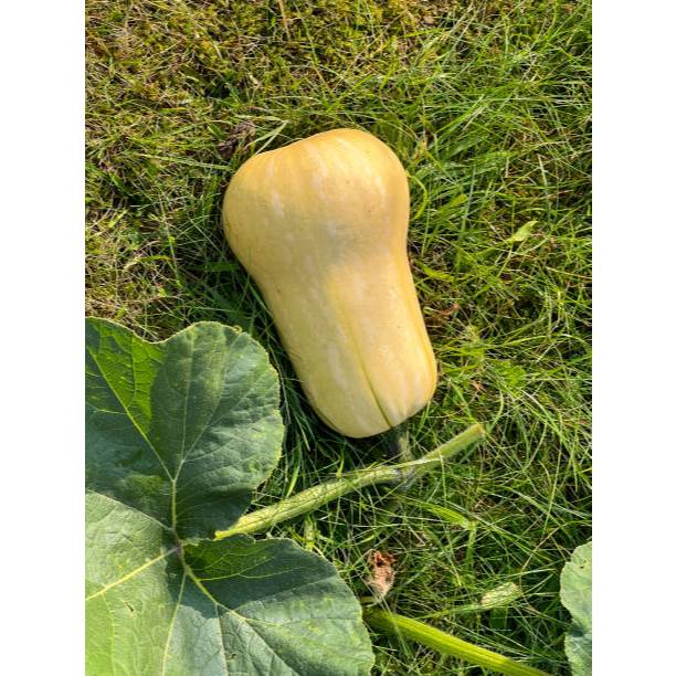 GARANSI - Bibit Labu Madu