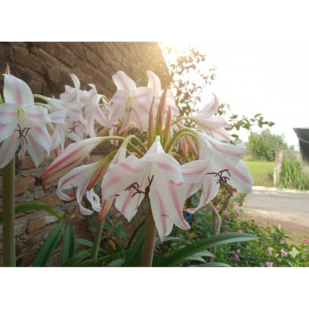 Umbi Bunga Bakung Lili Terompet Putih List Pink Crinum Latifolium