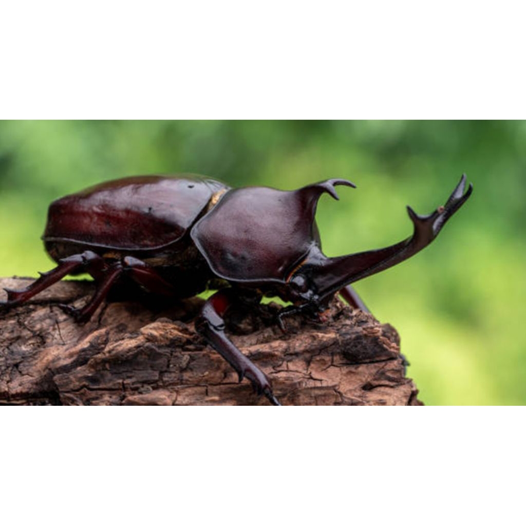 KUMBANG TANDUK UKURAN RANDOM