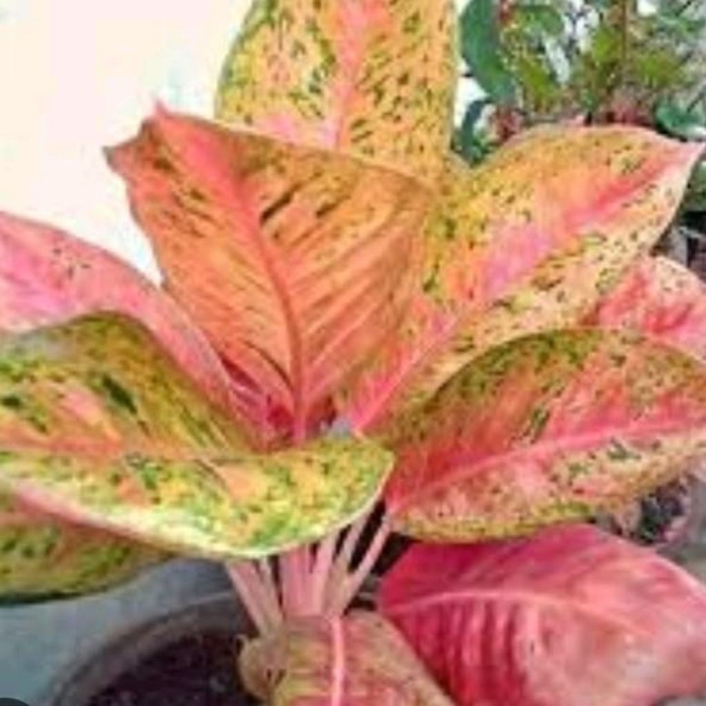 Tanaman hias pohon Aglonema Big Roy, Bunga aglonema big Roy, foto asli