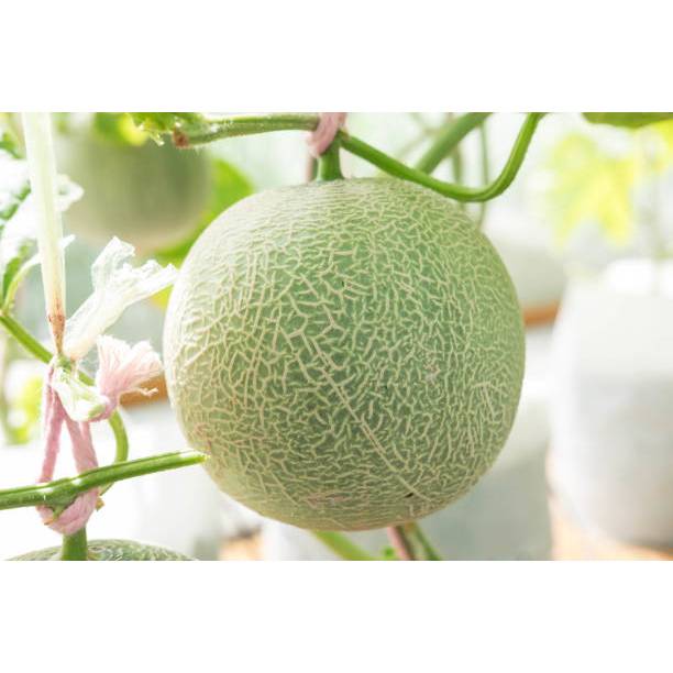 GARANSI - Bibit Melon Jumbo