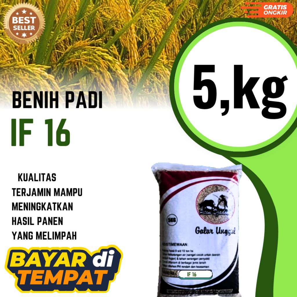 BENIH PADI TERBARU IF 16 BENIH PADI KEMASAN 5 kg KUALITAS UNGGUL PREMIUM