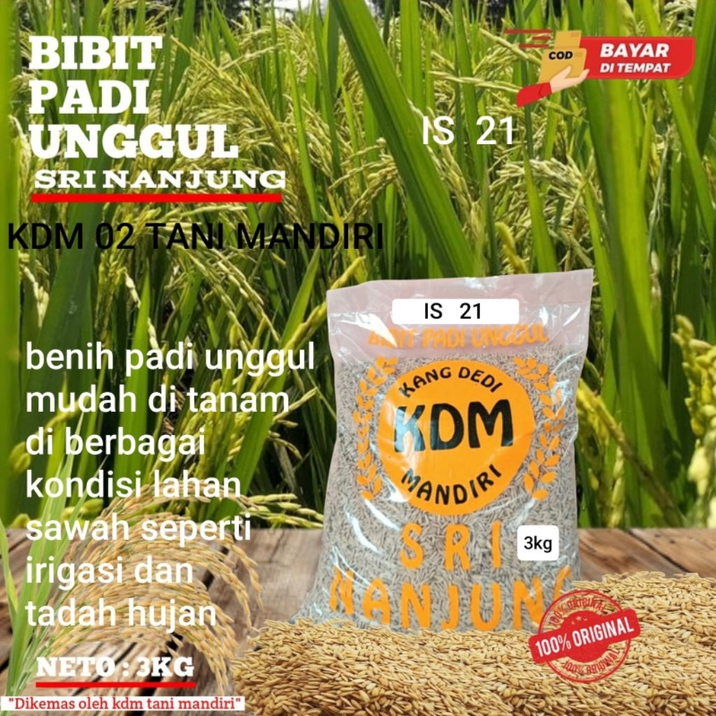 BENIH PADI UNGGUL IS 21 NUKLIR KEMASAN 3KG BIBIT PADI UNGGUL