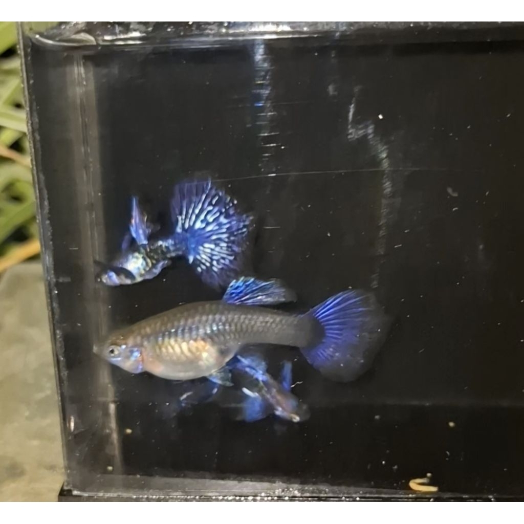 HIASAN AQUARIUM GUPPY PURPLE DRAGON