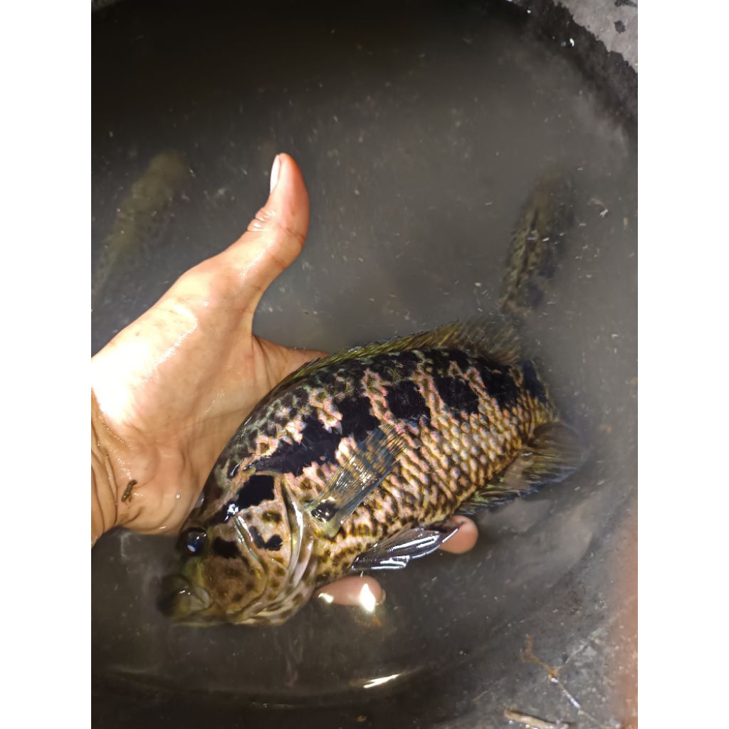 ikan Jaguar siklid jumbo