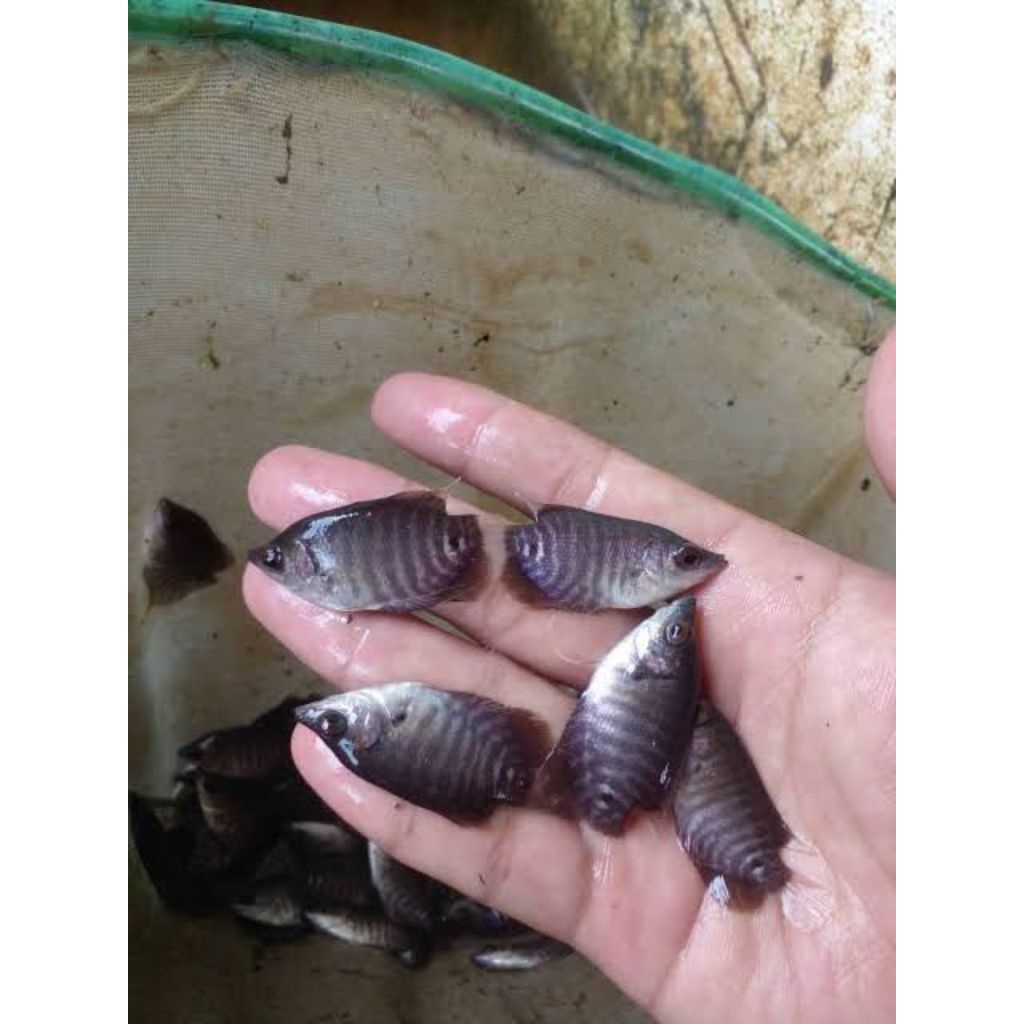 bibit gurame soang(hitam)harga paketan.khusus pengiriman cod instan.