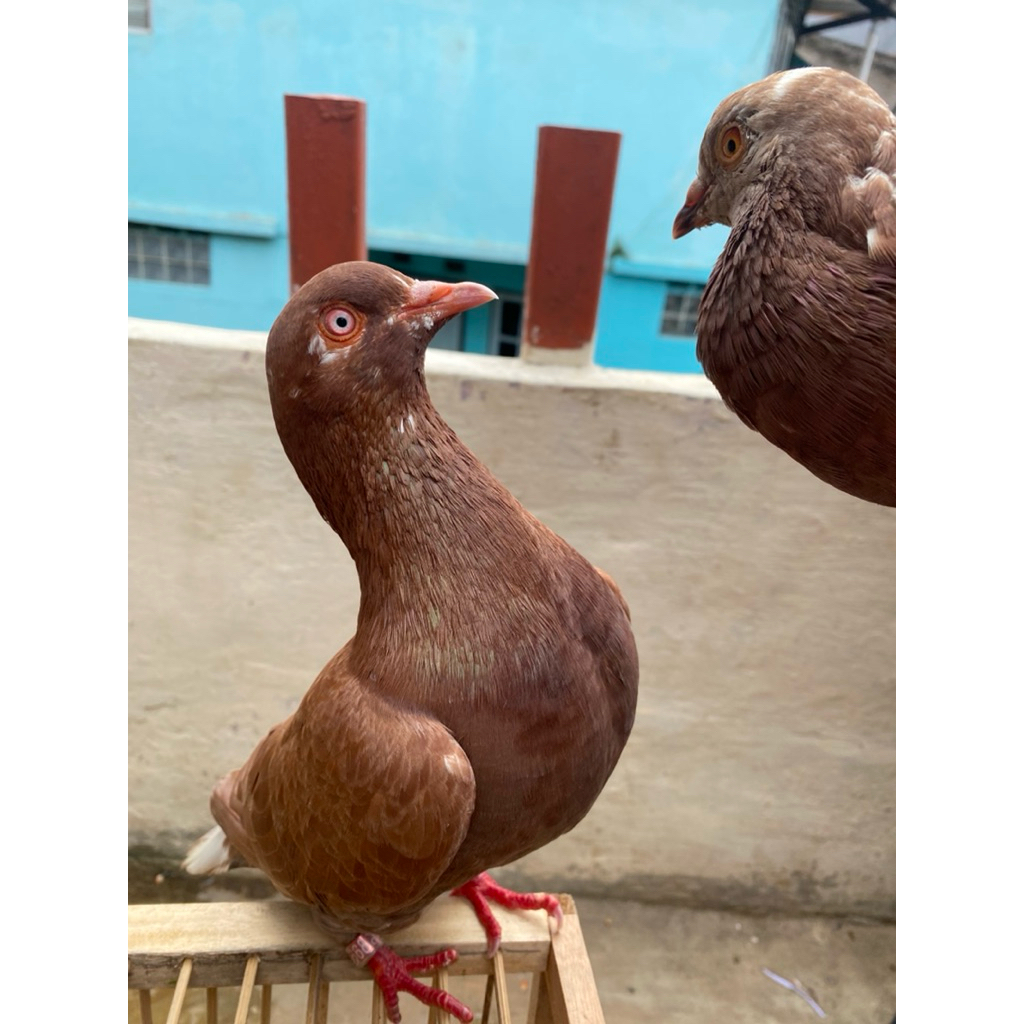 merpati balap tinggian/kolongan berkualitas