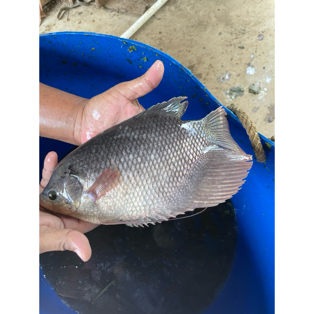 Gurame Fresh Gurame segar Gurami gurame Srono Gurame banyuwangi