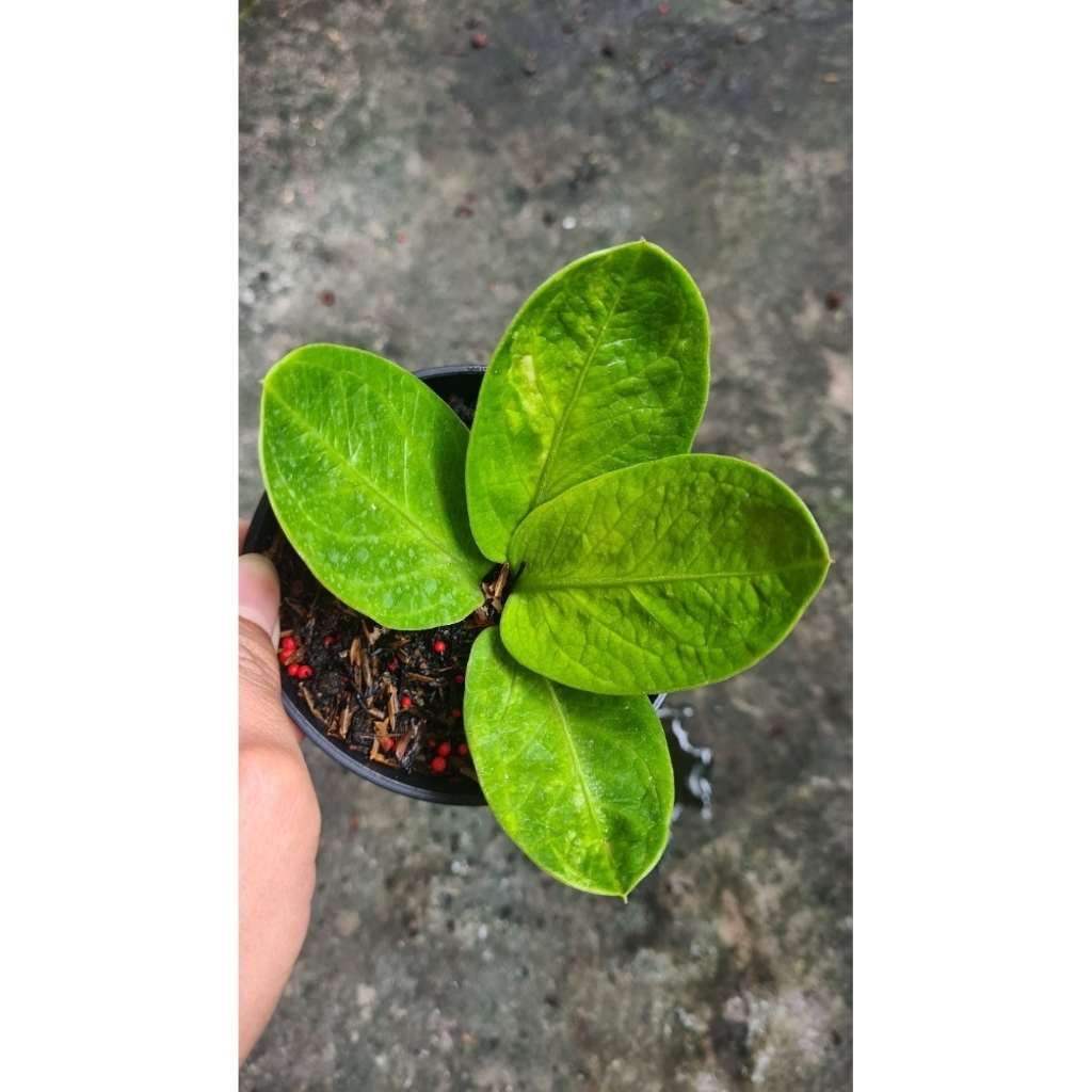 Anthurium Jemani Mangkok Varigatha Karakter - Anakan Murah