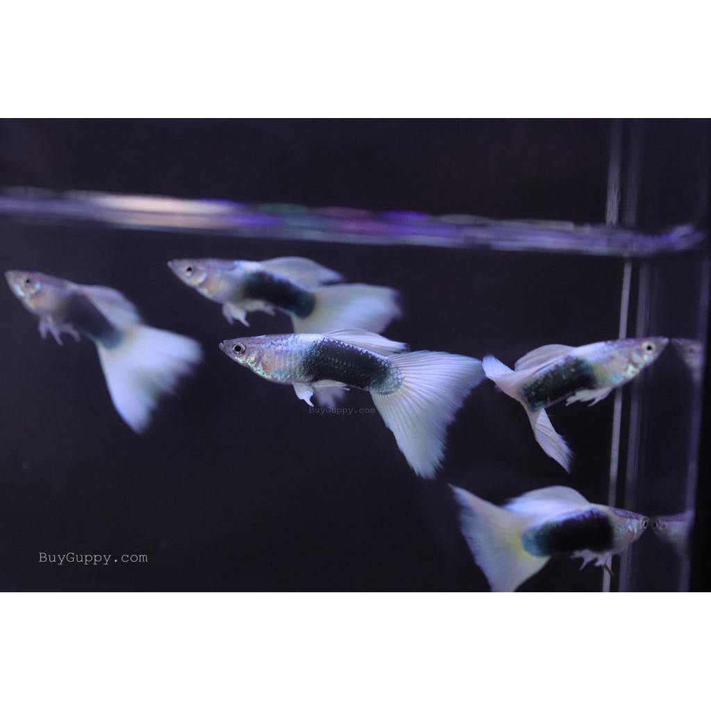 sepasang  guppy hb white