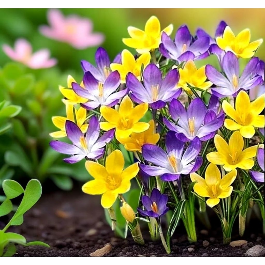 PROMO Tanaman hias Lili hujan Bunga hidup/ paket 5 Rain Lily hujan / Tanaman hidup lili hujan - tana