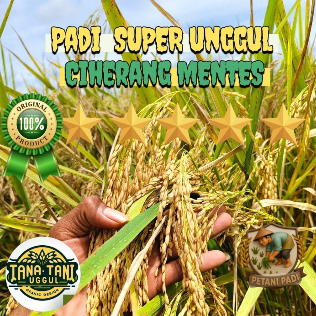 BENIH PADI CIHERANG MENTES KEMASAN 5KG TAHAN REBAH