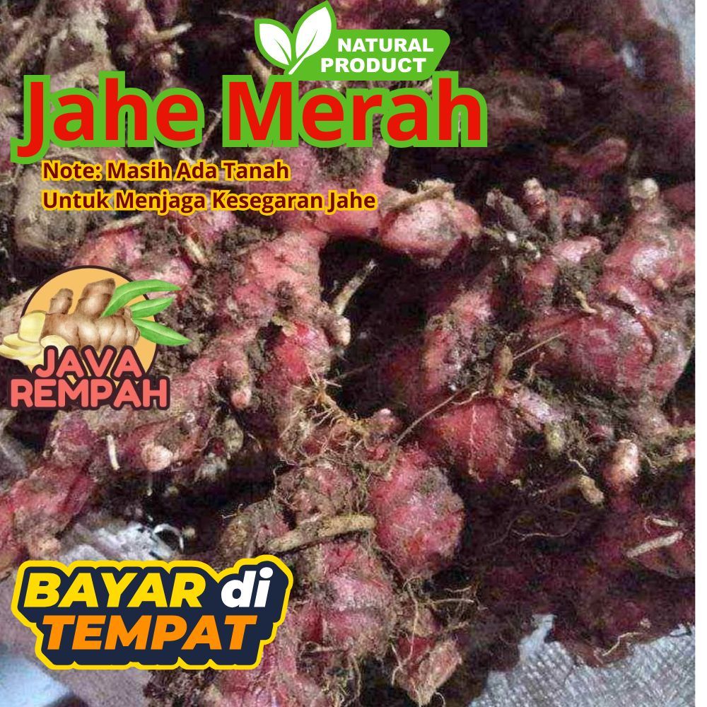 Jahe Merah Segar 1kg masih ada tanah