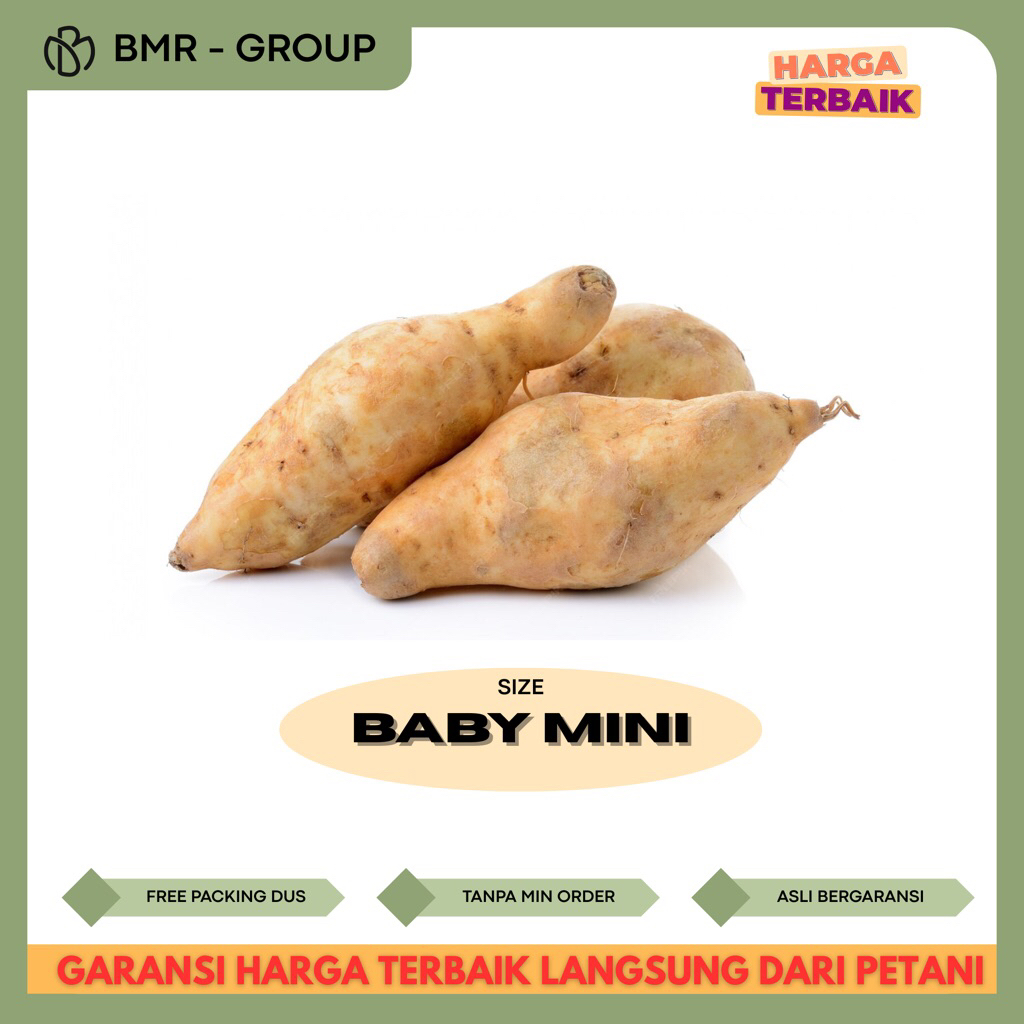 Ubi Madu Cilembu Asli Mini [ Grade CD ] - Ubi Madu Cilembu Spek Oven
