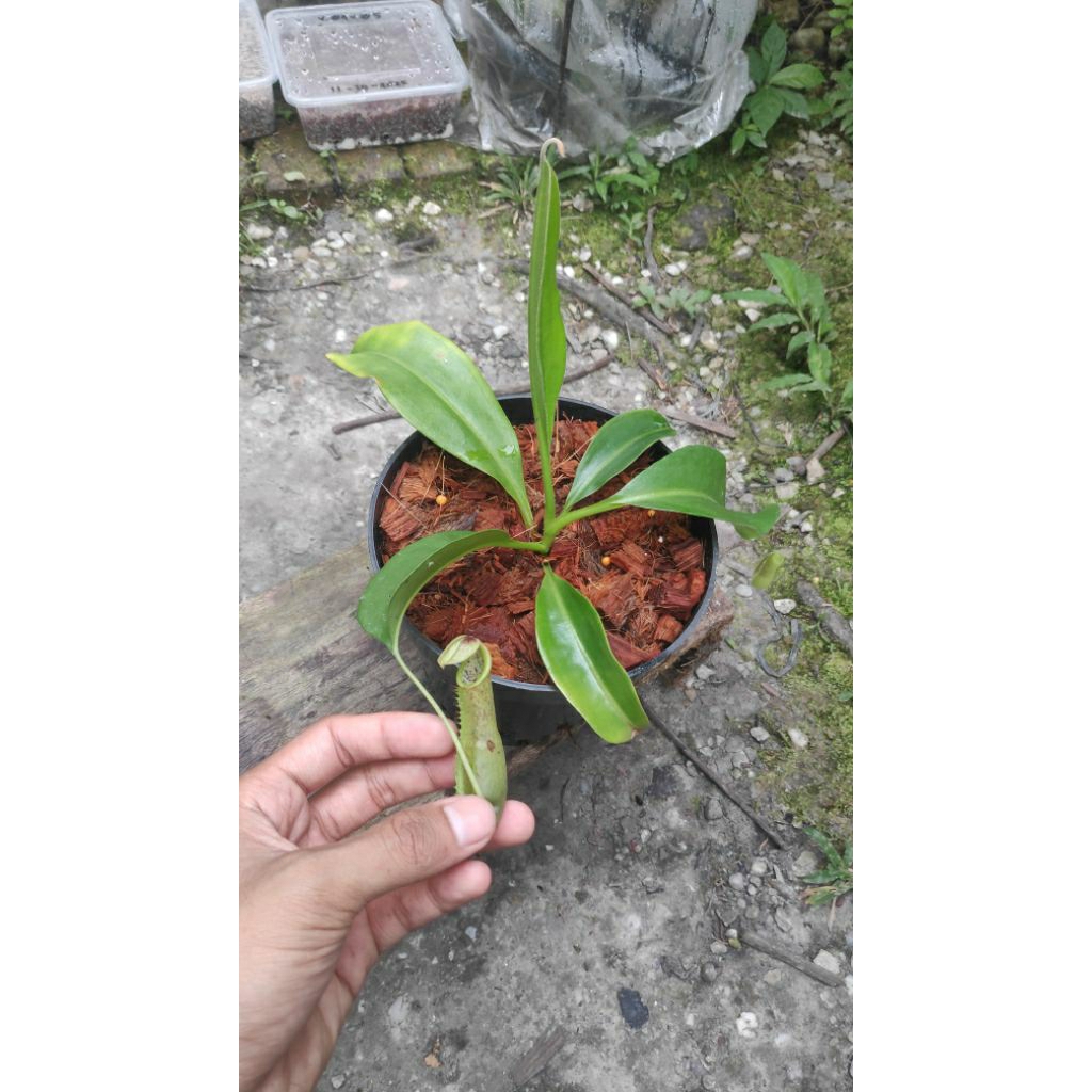 Nepenthes Maxima