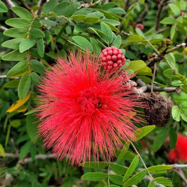 Biji Bibit BIBIT BUNGA KALIANDRA