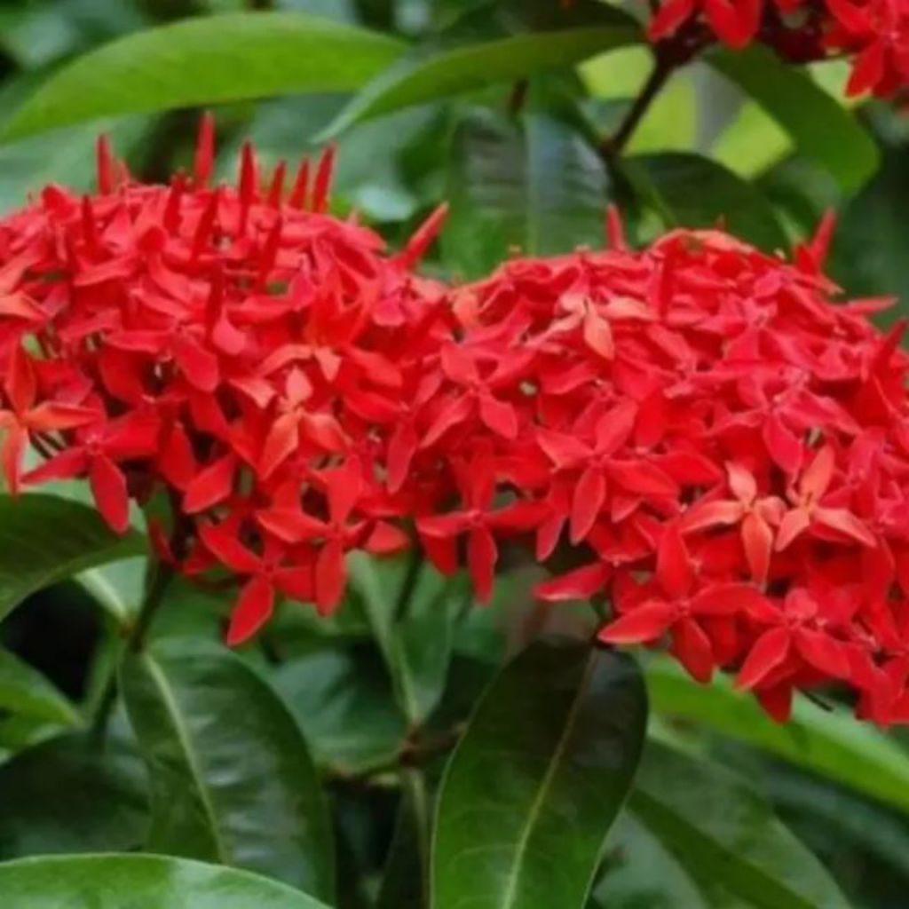 tanaman hias Asoka hawai daun besar bunga merah - pohon soka Hawai bunga merah