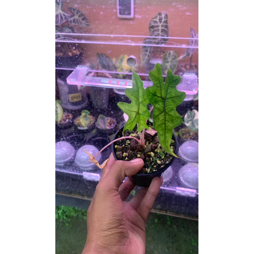 alocasia jacklyn