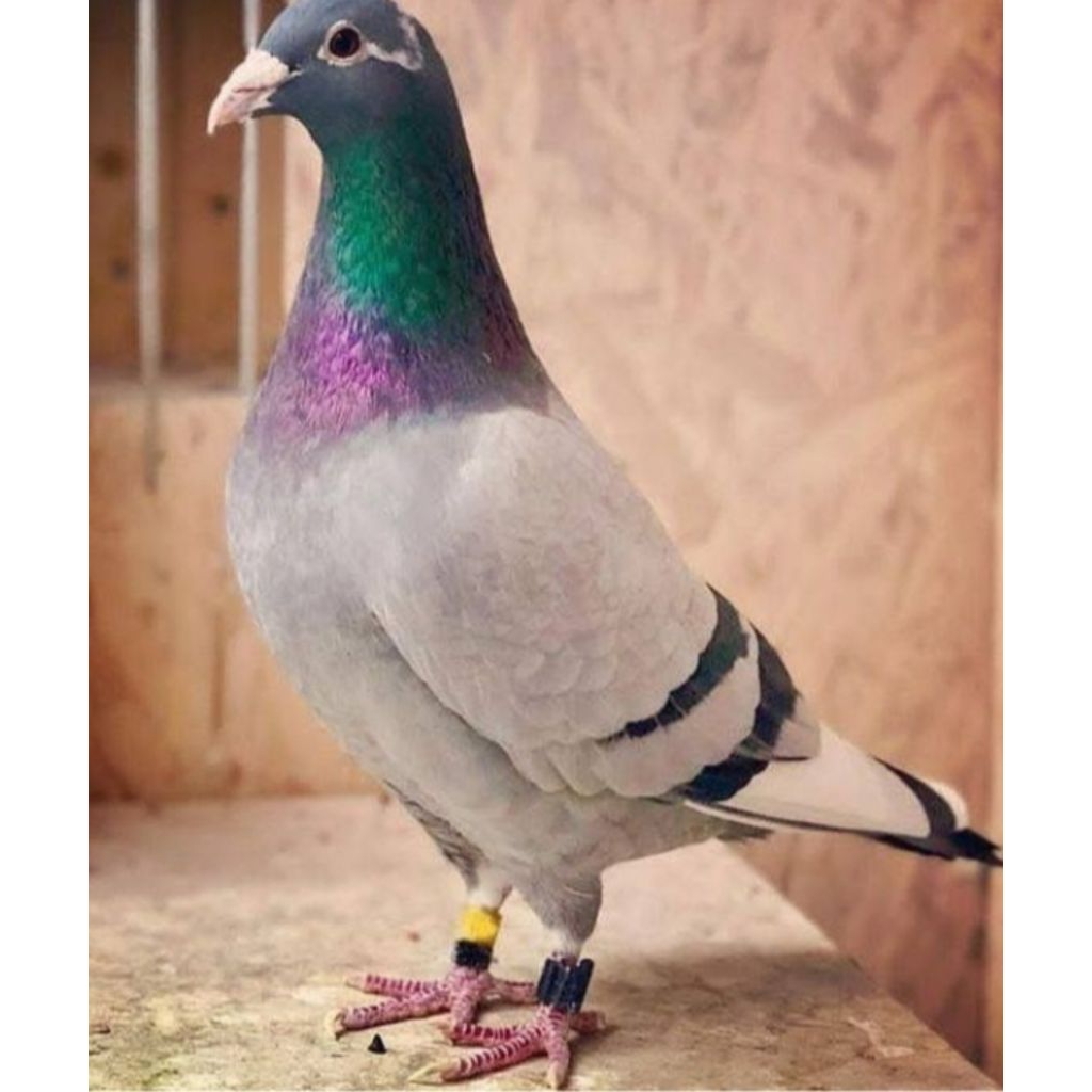 telur burung merpati pos fertil