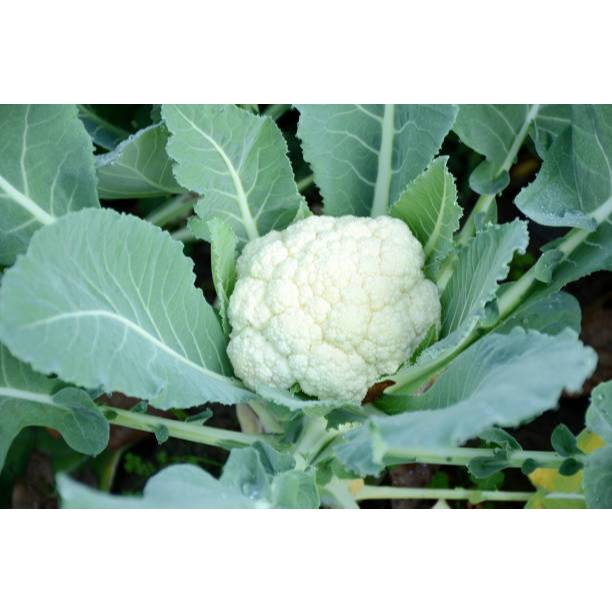 5 Biji Bibit Kembang Kol