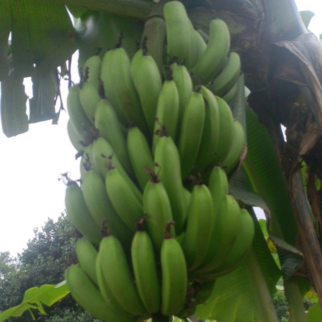 pisang Ambon 1kg
