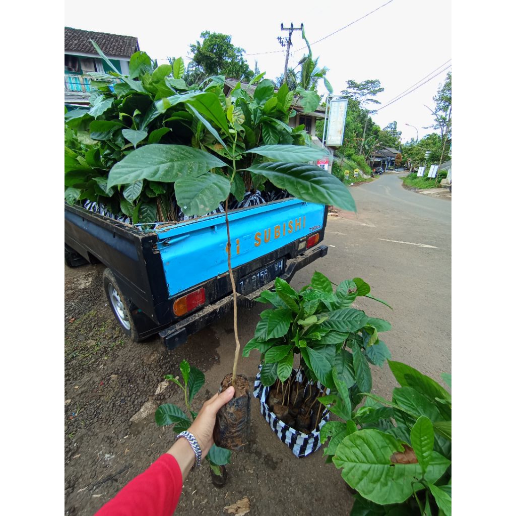 Bibit Kopi Robusta Unggul