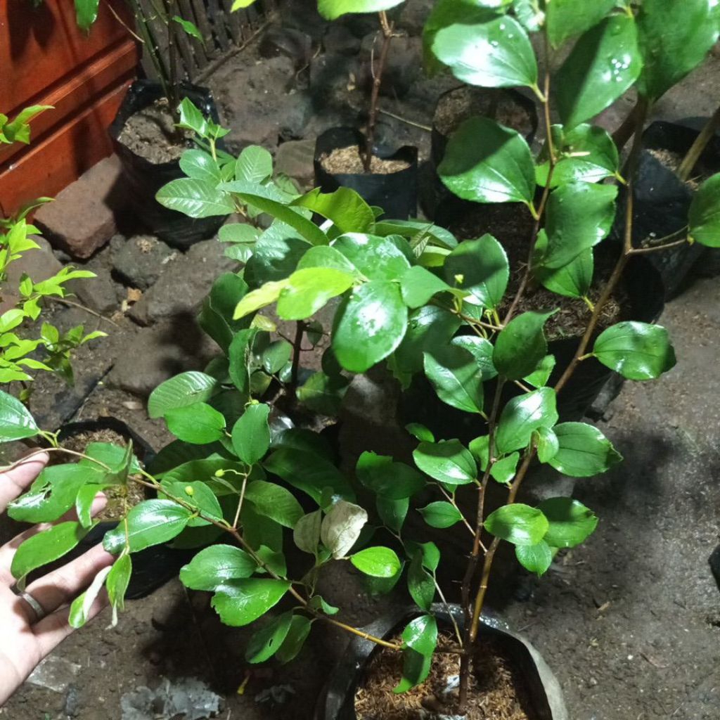 bibit apel putsa berbuah